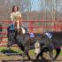 Old West Special Trails Ranch Show